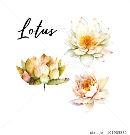 Watercolor white Lotus flower, vector illustration.Isolated on a white background. 101905282