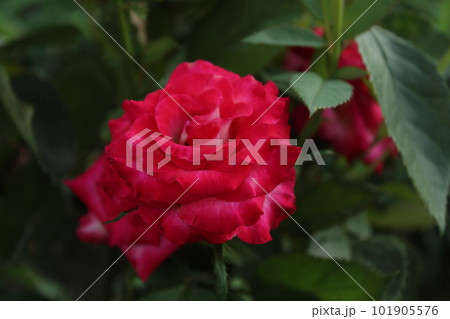 Pink roses close-up on a background of green leaves. Growing rose flowers. Pradnichnaya atmosphere. What to give Pink roses close-up on a background of green leaves. Growing rose flowers. Pradnichnaya atmosphere. What to give 101905576
