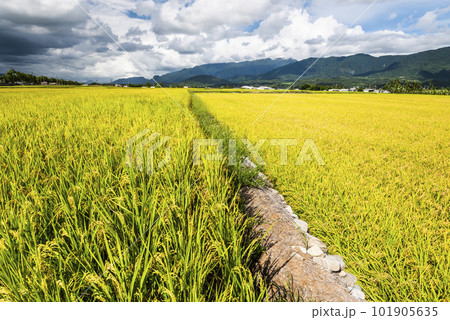 A large area of rice fields with mountains background under the blue sky in Taitung, Taiwan. A large area of rice fields with mountains background under the blue sky in Taitung, Taiwan. 101905635