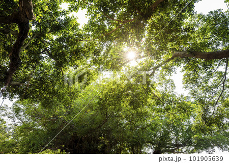 Low-angle view of The sun shines through the lush banyan trees Low-angle view of The sun shines through the lush banyan trees 101905639