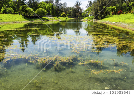 Beautiful view of Pipa Lake at Taitung Forest Park in Taiwan. The scenic Pipa Lake is a habitat of aquatic animals and plants. Beautiful view of Pipa Lake at Taitung Forest Park in Taiwan. The scenic Pipa Lake is a habitat of aquatic animals and plants. 101905645