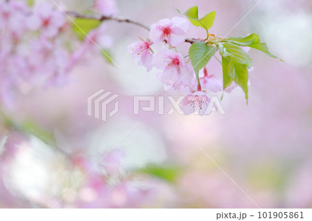 美しいピンク色の花、さくら　河津桜 101905861