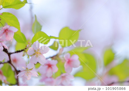 美しいピンク色の花、さくら 河津桜 美しいピンク色の花、さくら 河津桜 101905866