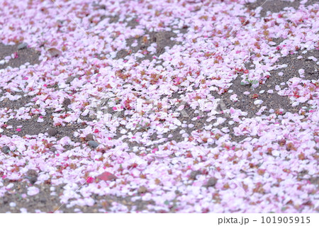 地面に散った花びら　梅の花 101905915