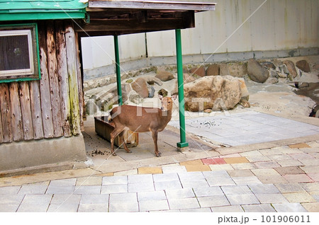 函館公園動物施設のヤクシカ 101906011