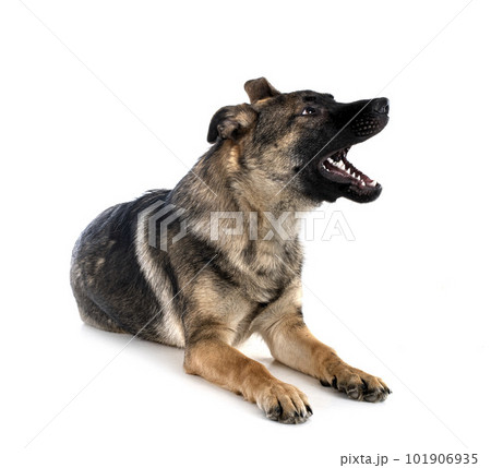 young german shepherd young german shepherd 101906935