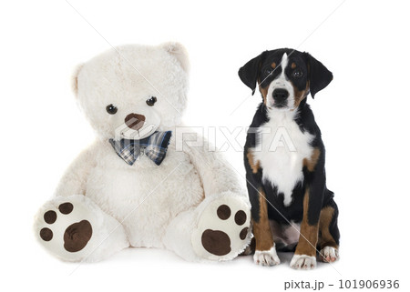 puppy Appenzeller Sennenhund 101906936
