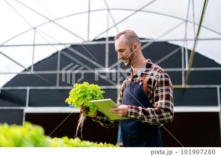 Young agribusiness man smart farmer holding tablet and checking organic hydroponic vegetable to preparing harvest export to sell 101907280