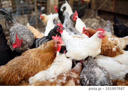 Chickens and roosters are walking in the farm coop. Floor cage free chickens is trend of modern poultry farming. Small business. Chickens and roosters are walking in the farm coop. Floor cage free chickens is trend of modern poultry farming. Small business. 101907687