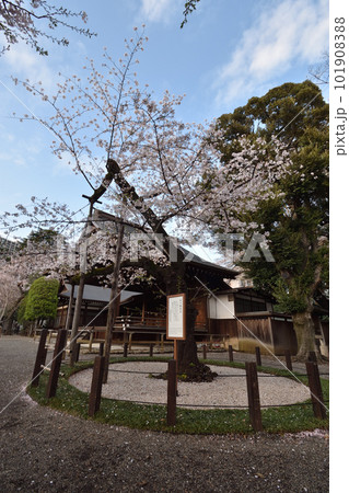 桜の標準木 101908388