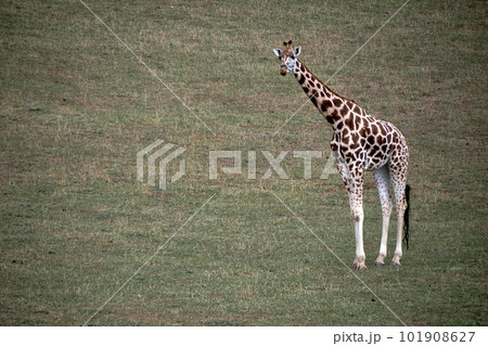 A lonely giraffe in the green grassland 101908627