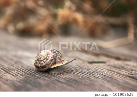 A snail on wooden board. out-of-focus background A snail on wooden board. out-of-focus background 101908629