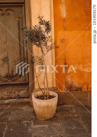 Olive tree in red clay pot by a door in Pisa, Italy 101909270