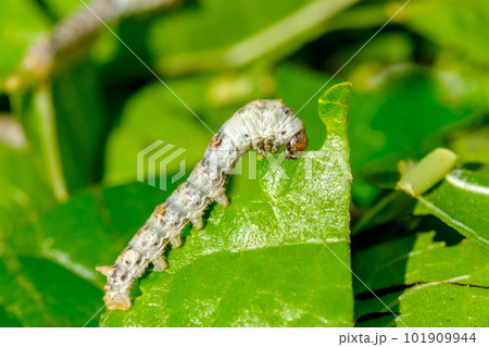 Macro photo of a Silkworm eating a mulberry leaf with blurred background Macro photo of a Silkworm eating a mulberry leaf with blurred background 101909944