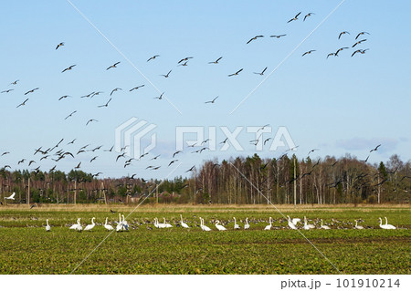 Bird life in early spring, a flock of wild geese and white swans foraging in an agricultural field 101910214