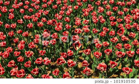 赤い花を咲かせたチューリップアルマーニ畑 赤い花を咲かせたチューリップアルマーニ畑 101910530
