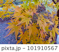 黄緑色から黄色へ色づくモミジ 101910567