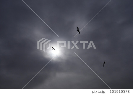 Three silhouetted seagulls fly across a cloudy sky with the sun shining through the clouds Three silhouetted seagulls fly across a cloudy sky with the sun shining through the clouds 101910578