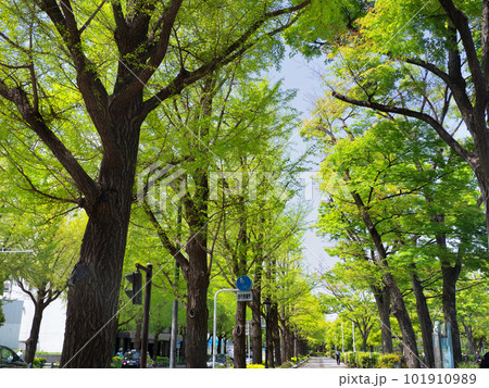 横浜 山下公園通りのイチョウ並木 横浜 山下公園通りのイチョウ並木 101910989