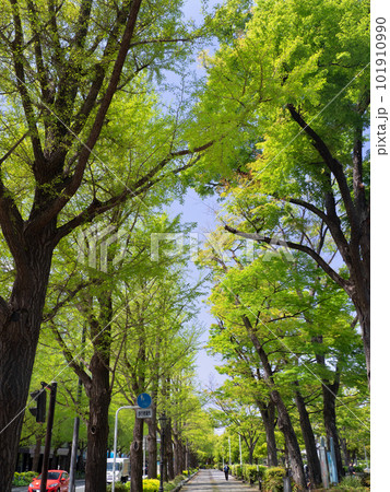 横浜　山下公園通りのイチョウ並木 101910990