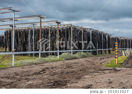 Photograph of a Kelp processing facility on King Island 101911027