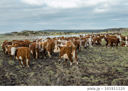 Photograph of cows in an agricultural field on King Island Photograph of cows in an agricultural field on King Island 101911120