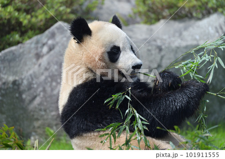 おいしそうに竹を食べる楓浜 101911555