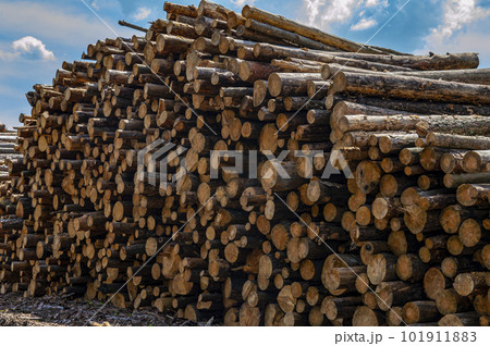 Chopped logs of a pine tree are stacked in a pile. Chopped logs of a pine tree are stacked in a pile. 101911883