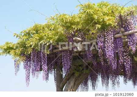 青空に映える満開の藤棚 青空に映える満開の藤棚 101912060