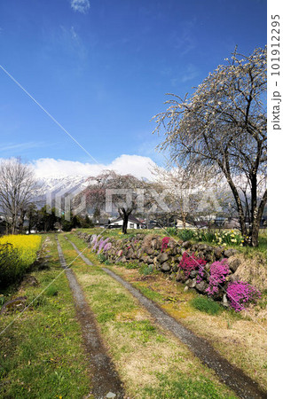 大出公園からの絶景スポット、北アルプスの春 大出公園からの絶景スポット、北アルプスの春 101912295