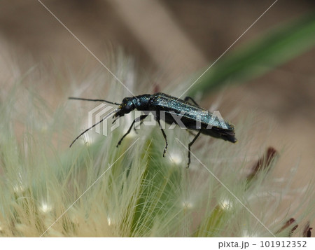 タンポポの綿毛にとまっているモモブトカミキリモドキ　小さな昆虫 101912352