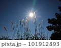 太陽とススキと青空　秋の高尾山 101912893