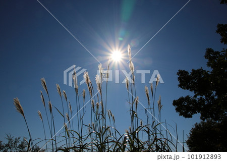 太陽とススキと青空 秋の高尾山 太陽とススキと青空 秋の高尾山 101912893