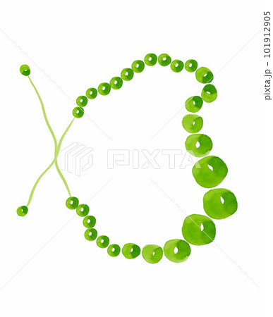 Watercolor illustration of green beads ornament. Isolated illustration Watercolor illustration of green beads ornament. Isolated illustration 101912905