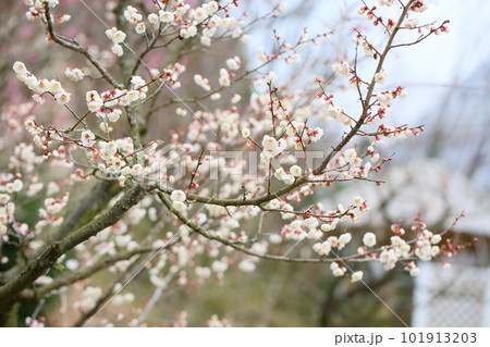 爽やか白梅の花 爽やか白梅の花 101913203