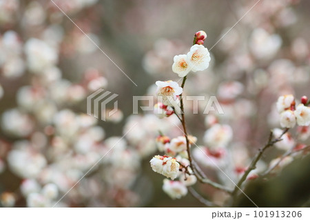 白梅八重の花 101913206