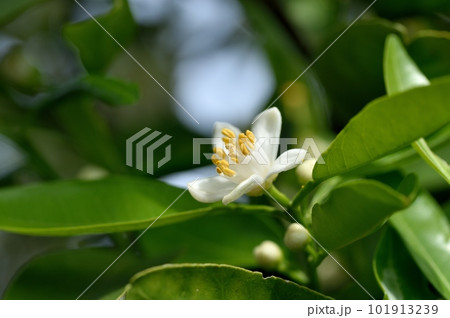 イヨカンの花 101913239