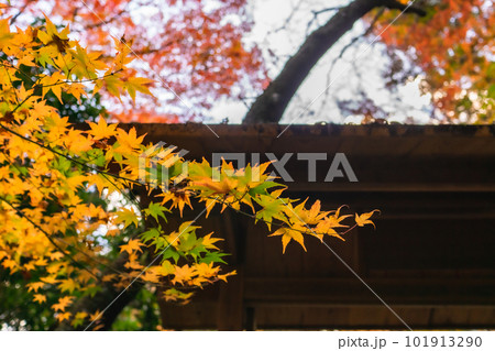 京都北山の常照寺の紅葉　白馬観音のもみじ 101913290