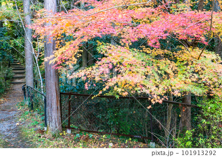 京都北山の常照寺の紅葉 白馬観音のもみじ 京都北山の常照寺の紅葉 白馬観音のもみじ 101913292