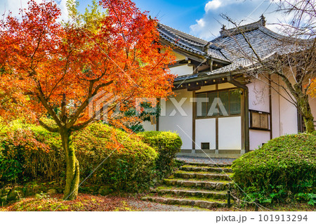 京都北山の常照寺の紅葉 本堂裏のもみじ 京都北山の常照寺の紅葉 本堂裏のもみじ 101913294