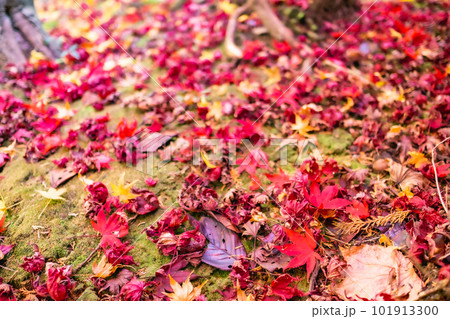 京都北山の常照寺の紅葉　茶室　遺芳庵のもみじ 101913300