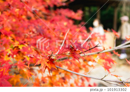 京都北山の常照寺の紅葉　茶室　遺芳庵のもみじ 101913302
