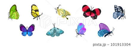 Fluttering Tropical Butterfly with Brightly Coloured Wings Vector Set Fluttering Tropical Butterfly with Brightly Coloured Wings Vector Set 101913304