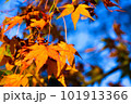 もみじ 101913366