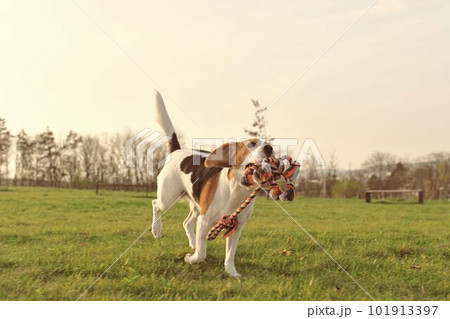 Playful dog on a walk. Cute beagle puppy with dog toy rope. Dog running in the meadow. Playful puppy with dog toy. 101913397