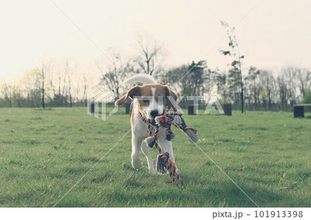 Cute beagle puppy with dog toy rope. Dog running in the meadow. Playful puppy with dog toy. 101913398