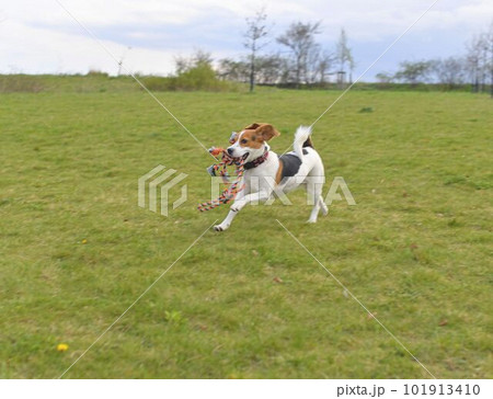 A beagle with a toy in its mouth. Running dog in meadow. Tug of war dog toy in a dog's mouth. 101913410