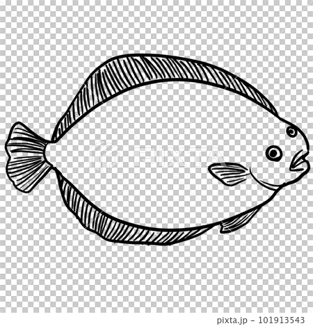 Simple and realistic flatfish line drawing - Stock Illustration ...