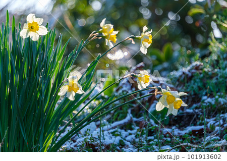 輝く水仙 輝く水仙 101913602