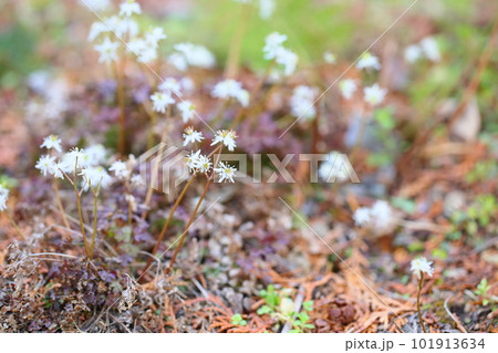 可愛い 超小花 セリバオウレンの花 可愛い 超小花 セリバオウレンの花 101913634